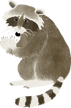 アライグマのイラスト
